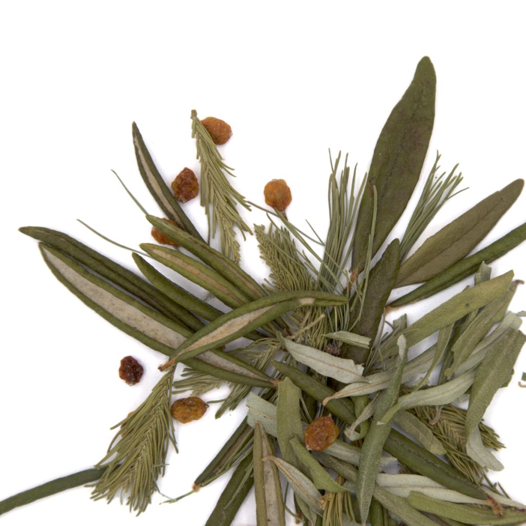 Thé du Labrador, pousse de sapin, mélèze et argousier