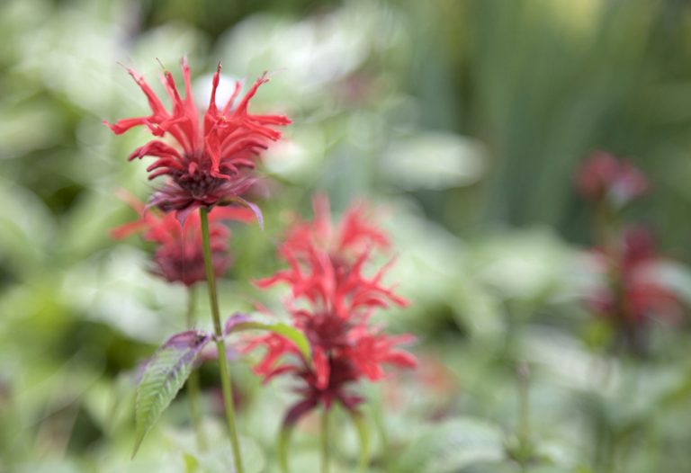 Beurre blanc à la monarde