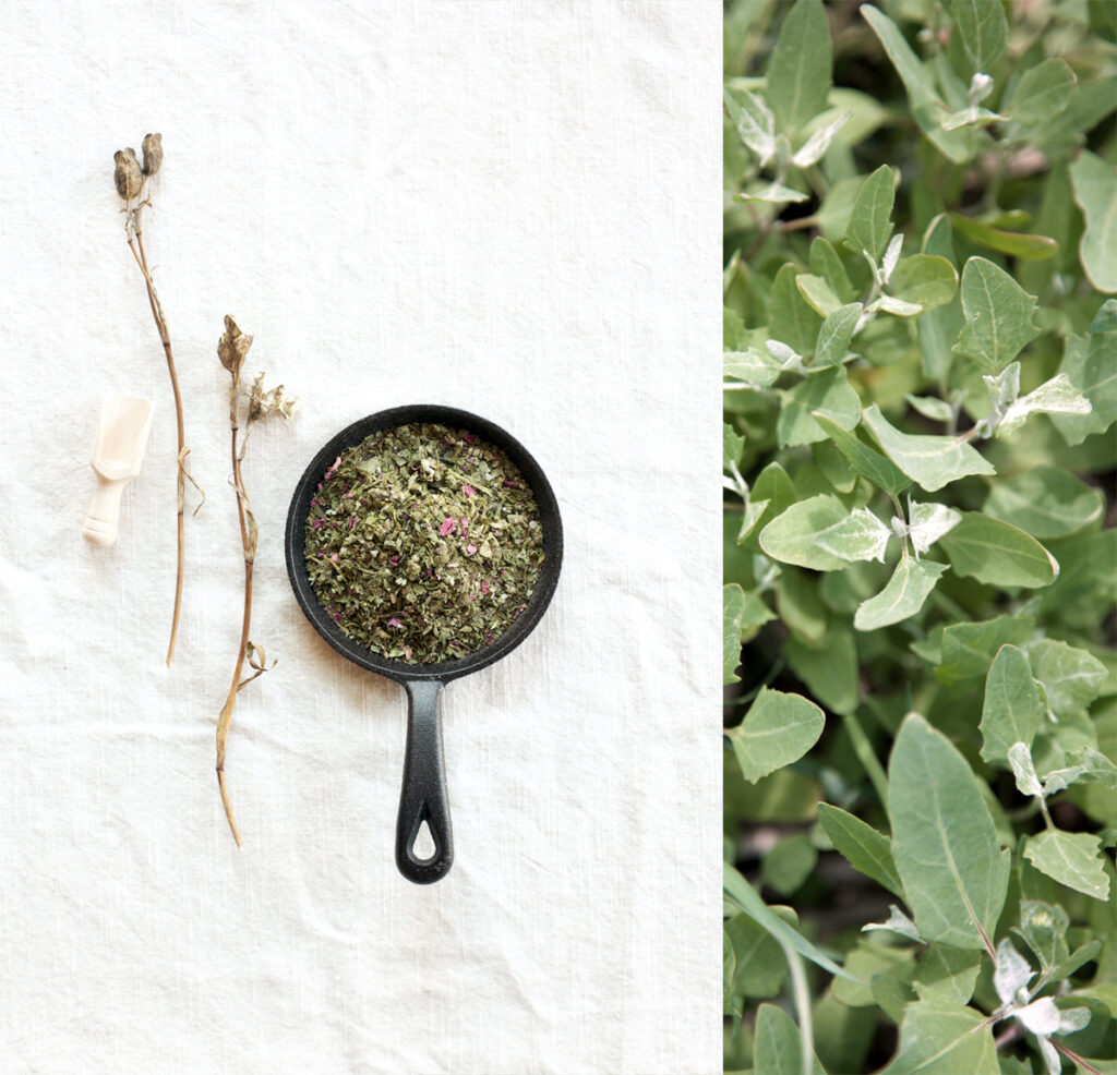 Herbes salées des marées