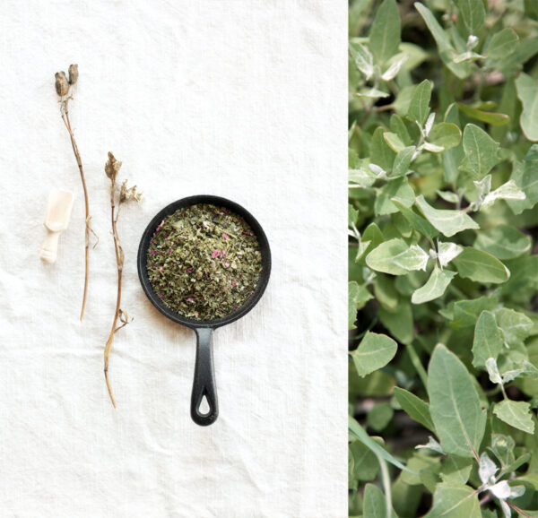 Herbes salées des marées