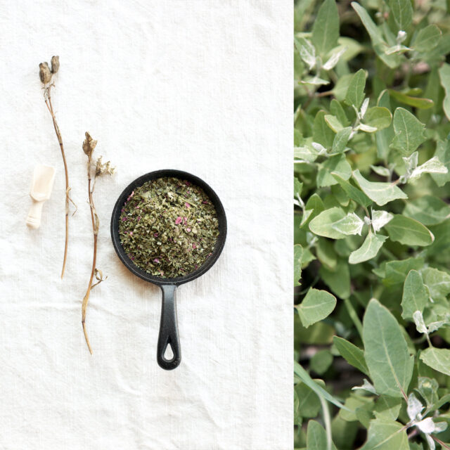 Herbes salées des marées